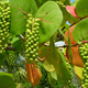 Image for article titled The Tastiest Berries That Grow Wild In North America